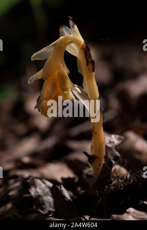 Yellow Bird's Nest, Monotropa hypopitys, die Lärchen, Kent Wildlife Trust, GB, nicht Chlorophyll enthalten; es ist Ein myko-heterotroph, zu Foo Stockfoto