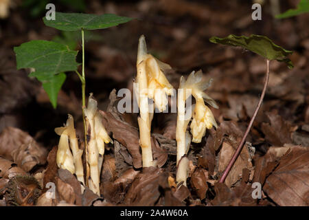 Yellow Bird's Nest, Monotropa hypopitys, die Lärchen, Kent Wildlife Trust, GB, ot nicht Chlorophyll enthalten; es ist Ein myko-heterotroph, zu Stockfoto