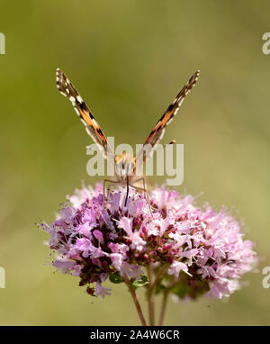 Painted Lady Butterfly, Vanessa cardui, Queensdown Warren, Kent Wildlife Trust, UK, wandernde Arten, nectaring auf Blumen, Stockfoto