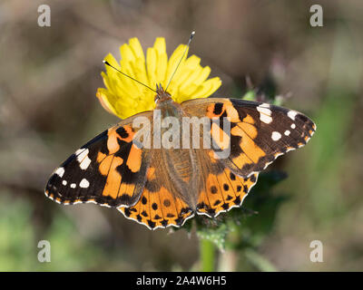 Painted Lady Butterfly, Vanessa cardui, Grove Ferry, Kent, Großbritannien, wandernde Arten, nectaring auf Blumen, Stockfoto