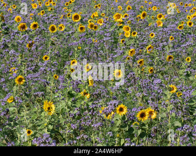 Gemeinsame Sonnenblumen, Helianthus annuus, wachsen in der Landwirte Feld, Kent, Großbritannien Stockfoto