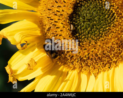 Gemeinsame Sonnenblume, Helianthus annuus, mit Bumble Bee schlafen in Blume, wachsen in der Landwirte Feld, Kent, Großbritannien Stockfoto