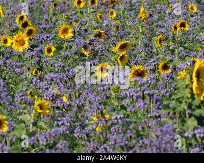 Gemeinsame Sonnenblumen, Helianthus annuus, wachsen in der Landwirte Feld, Kent, Großbritannien Stockfoto