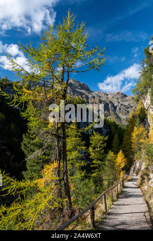 Lärche Baum im Herbst bei Sils Stockfoto