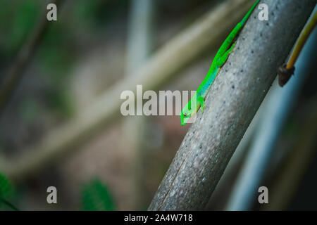 Tropische grün neon Eidechse Geco auf Palm trunk auf La Digue Island, Seychellen. Reisen Abenteuer Konzept Stockfoto