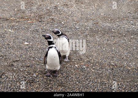 Zwei Magellan-pinguine in Patagonien, Südamerika Stockfoto