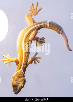 Gecko close-up auf grauem Hintergrund Stockfoto