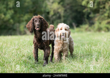 Hunde im Feld, Querformat Stockfoto