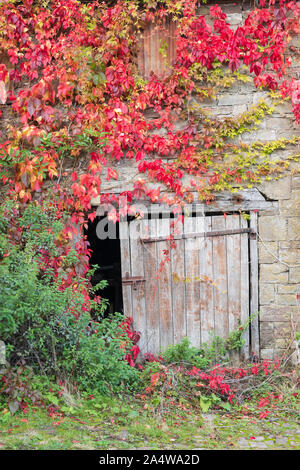 Scheunentor durch herbstliche Virginia Creeper, Monmouthshire, Wales, UK umgeben Stockfoto