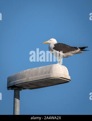 Möwe auf eine lightpost, Island Stockfoto