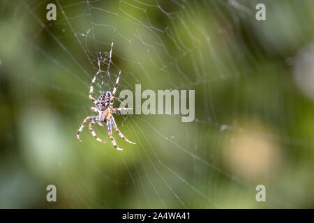 Araneus diadematus gemeinsamen Garten Spinne im Netz Stockfoto