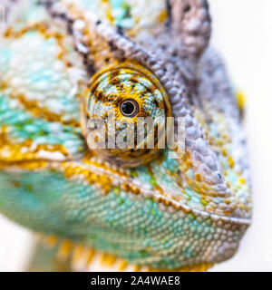 Chameleon Kopf auf einem weißen Hintergrund geschnitzt Stockfoto