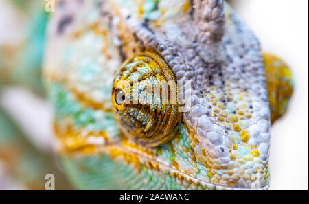 Chameleon Kopf auf einem weißen Hintergrund geschnitzt Stockfoto