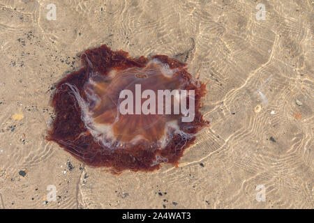 Lion's Mane Quallen (Cyanea Capillata) Stockfoto