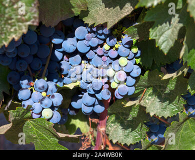 Trauben am Weinstock am Weingut Undurraga (Viña Undurraga), Talagante, Maipo Valley, Región Metropolitana, Chile, Südamerika Stockfoto