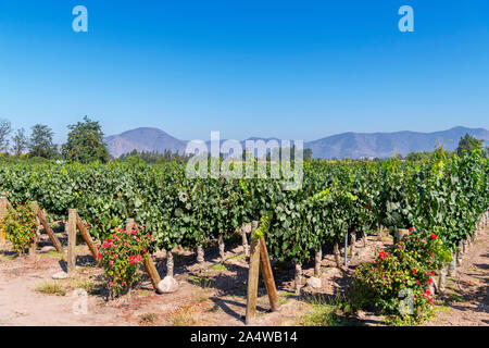 Reben wachsen auf dem Weingut Undurraga (Viña Undurraga), Talagante, Maipo Valley, Región Metropolitana, Chile, Südamerika Stockfoto