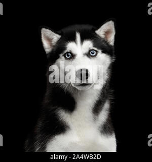 Portrait von Sibirischen Husky Hund mit blauen Augen überrascht schauen in die Kamera auf isolierten Schwarzen Hintergrund Stockfoto