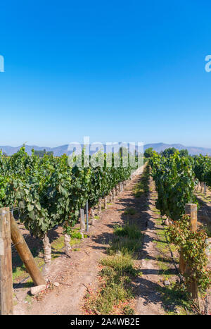 Reihen von Reben am Weingut Undurraga (Viña Undurraga), Talagante, Maipo Valley, Región Metropolitana, Chile, Südamerika Stockfoto