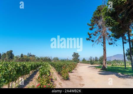 Reben wachsen auf dem Weingut Undurraga (Viña Undurraga), Talagante, Maipo Valley, Región Metropolitana, Chile, Südamerika Stockfoto