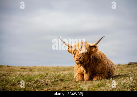 Highland Kuh am Meer in mull Stockfoto