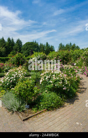 Der Rosengarten an RHS Garden Rosemoor im Sommer in der Nähe von Great Torrington, Devon, England. Stockfoto