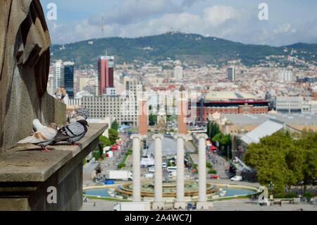 Tauben thront auf einem Felsvorsprung an der Palau Nacional an Monjuic Hügel in Barcelona, Spanien Stockfoto