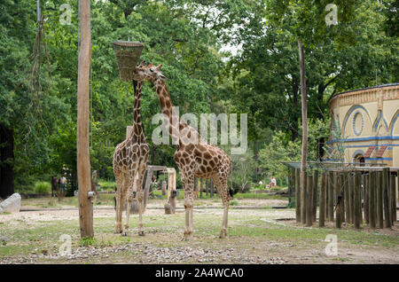 Berlin, Deutschland - 5 August 2019: zwei Giraffen im Zoo Berlin - Deutschland Stockfoto