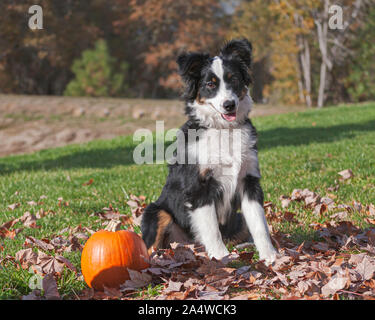 Süße Border Collie Welpen in tote Blätter sitzen neben einem Kürbis mit einem unscharfen Herbst Wald im Hintergrund Stockfoto