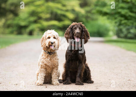 Zwei Hunde saßen im Park Stockfoto