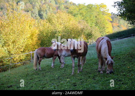 Schöne Haflinger stand im Fahrerlager Stockfoto
