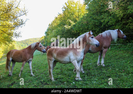 Schöne Haflinger stand im Fahrerlager Stockfoto