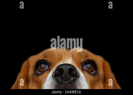 Closeup Portrait von Beagle Hund peeking Nase isoliert auf schwarzen Hintergrund im Studio Stockfoto