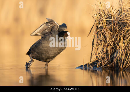 Nach eurasischen Blässhuhn (Fulica atra) Stretching seine Flügel und Beine während Sie anrufen. An einem See in der Stadt Stockholm im Frühling gemacht. Stockfoto