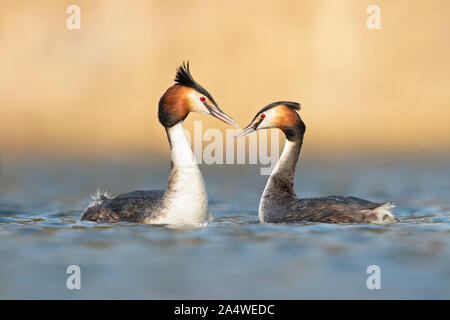 Zwei erwachsene Haubentaucher (Podiceps cristatus) während der Balz auf dem Wasser im Frühjahr Stockfoto