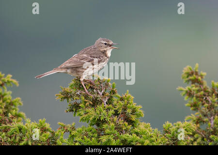 Nach Eurasischen rock Pieper (Anthus petrosus) Aufruf von der Spitze eines Juniper Stockfoto