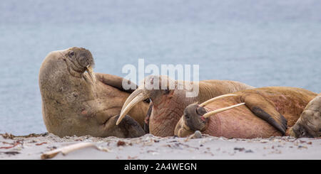 Walrosse schlafen am Strand auf Smeerenburg Amsterdamoya auf Spitzbergen in der Arktis Stockfoto