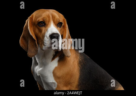 Portrait von Reinrassige Beagle Hund schaut Adorable isoliert auf schwarzen Hintergrund, Profil anzeigen Stockfoto