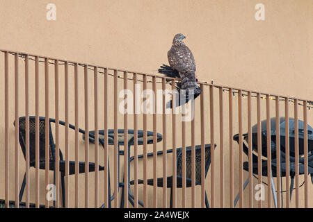 Erwachsenen männlichen Nördlichen Habicht (Accipiter gentilis) mit einem frischen Beute auf einem Balkon Geländer Stockfoto