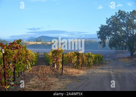 Weinberg mit bunten Blätter im Herbst auf einer kühlen, Misty und nebliger Morgen nach dem Regen in Windsor, in Sonoma County Wine Country, Kalifornien. Stockfoto