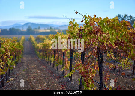 Weinberg mit bunten Blätter im Herbst auf einer kühlen, Misty und nebliger Morgen nach dem Regen in Windsor, in Sonoma County Wine Country, Kalifornien. Stockfoto