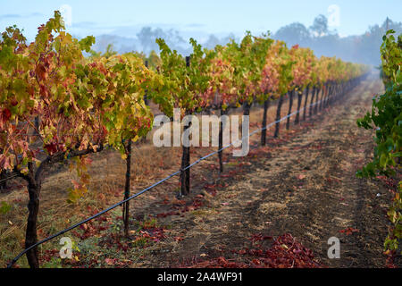 Weinberg mit bunten Blätter im Herbst auf einer kühlen, Misty und nebliger Morgen nach dem Regen in Windsor, in Sonoma County Wine Country, Kalifornien. Stockfoto