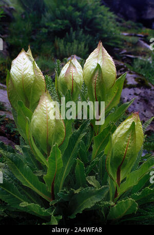 29 Okt 2002 'Brahma Kamal' ist eine Pflanzenart aus der Gattung der blühenden Pflanze Saussurea obvallata Uttarakhand, Indien Stockfoto