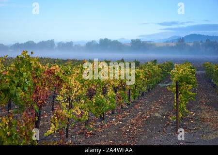 Weinberg mit bunten Blätter im Herbst auf einer kühlen, Misty und nebliger Morgen nach dem Regen in Windsor, in Sonoma County Wine Country, Kalifornien. Stockfoto