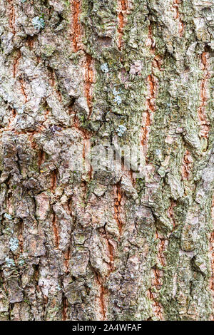 Natürliche Maserung - raue Rinde am alten Stamm der Esche (Fraxinus excelsior) Nahaufnahme Stockfoto