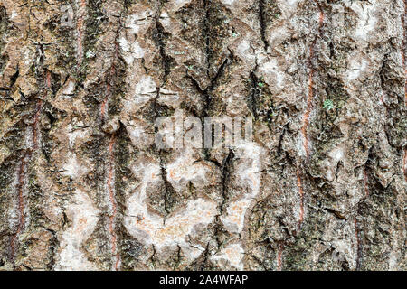 Natürliche Textur - Nass- und unebenen Rinde am alten Stamm von Aspen (Populus tremula) Nahaufnahme Stockfoto