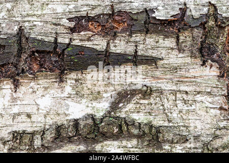 Natürliche Maserung - feuchte Rinde am alten Stamm der Birke (Betula Alba) Nahaufnahme Stockfoto