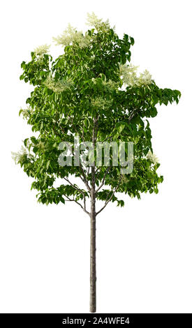 Lilac Tree auf weißem Hintergrund. Grüner Strauch mit weißen Blumen. Hochwertige Freistellungsmaske für die professionelle Zusammensetzung. Stockfoto