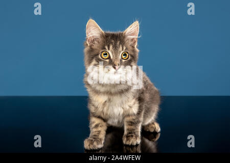 Neues Gebiet erkunden. Junge Katze oder Kätzchen vor einem blauen Hintergrund sitzen. Flexible und hübsche Haustier. Studio Aufnahme des Tieres. Stockfoto