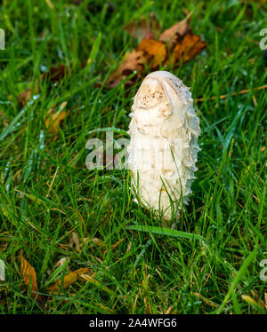 Nahaufnahme eines shaggy Ink cap Pilz oder Coprinus comatus, Rechtsanwälte Perücke, Shaggy mane in nasses Gras, East Lothian, Schottland, Großbritannien Stockfoto