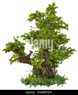 Alten tropischen Baum auf weißem Hintergrund. Alten Baumstamm bedeckt mit Lianen. Plumeria tree mit grünem Laub. Die exotische Vegetation. Stockfoto